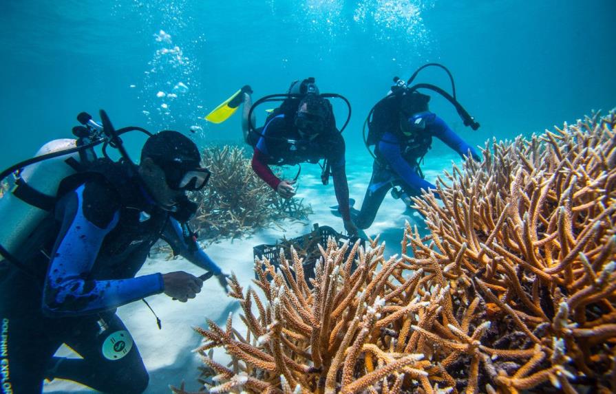 Inician un proyecto innovador de restauración de corales en Antigua y Barbuda