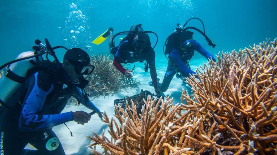 Inician un proyecto innovador de restauración de corales en Antigua y Barbuda