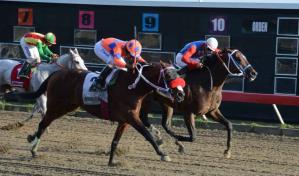 Poolpote reinicia en 1.1 millones para carreras del martes en el Hip&oacute;dromo V Centenario