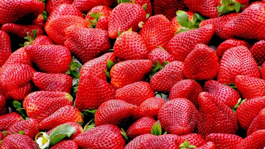 Así puedes lavar y conservar tus fresas