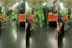 Policía de NY identifica a cuatro miembros de la pandilla duendes verdes Policía de NY identifica a cuatro miembros de la pandilla duendes verdes