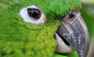 Eurocámara pide acabar con tráfico ilegal de flora y fauna protegida en 2025