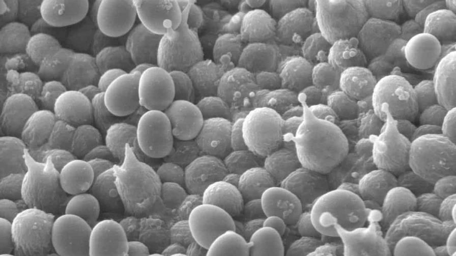 Las células esporas deciden mientras duermen cuándo les conviene despertar