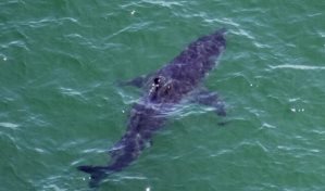 Las orcas son capaces de matar a un tiburón blanco, según un estudio