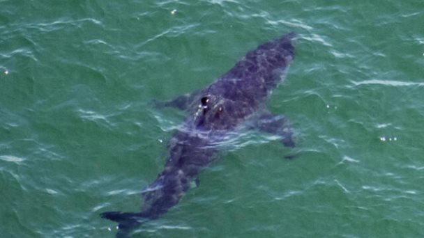 Las orcas son capaces de matar a un tiburón blanco, según un estudio