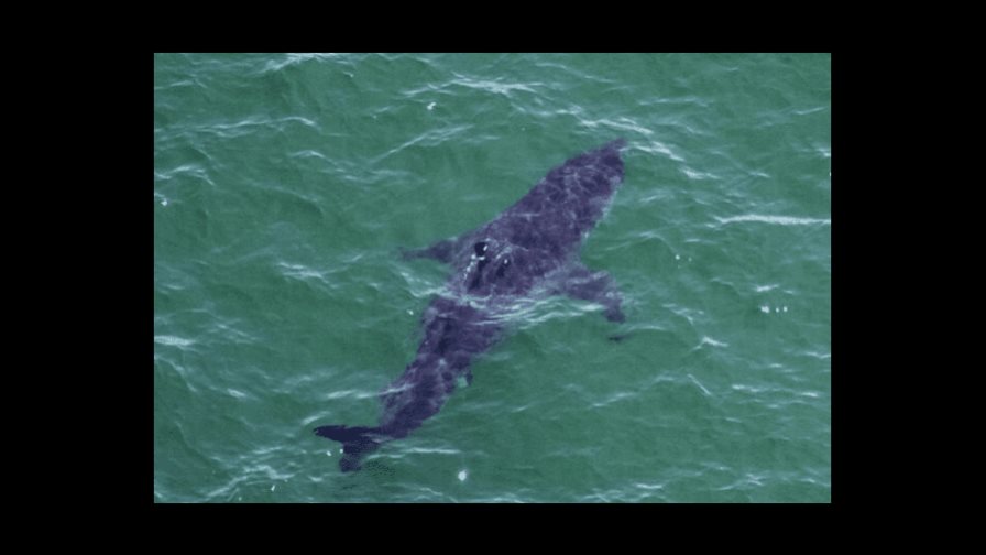 Las orcas son capaces de matar a un tiburón blanco, según un estudio