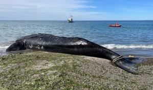 Al menos 13 ballenas muertas en santuario de la Patagonia argentina