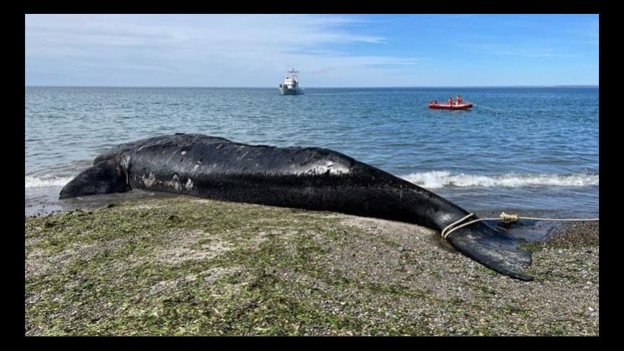 Al menos 13 ballenas muertas en santuario de la Patagonia argentina