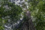Científicos llegan en Brasil al árbol más alto de la Amazonía Científicos llegan en Brasil al árbol más alto de la Amazonía