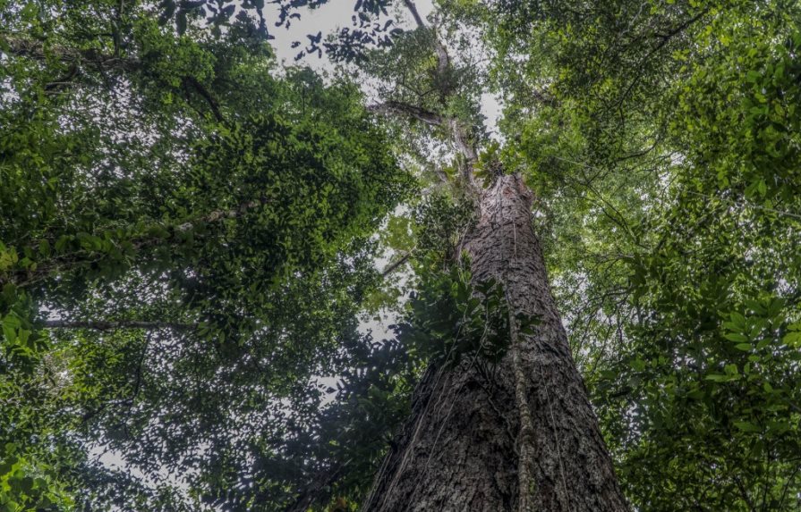 Científicos llegan en Brasil al árbol más alto de la Amazonía