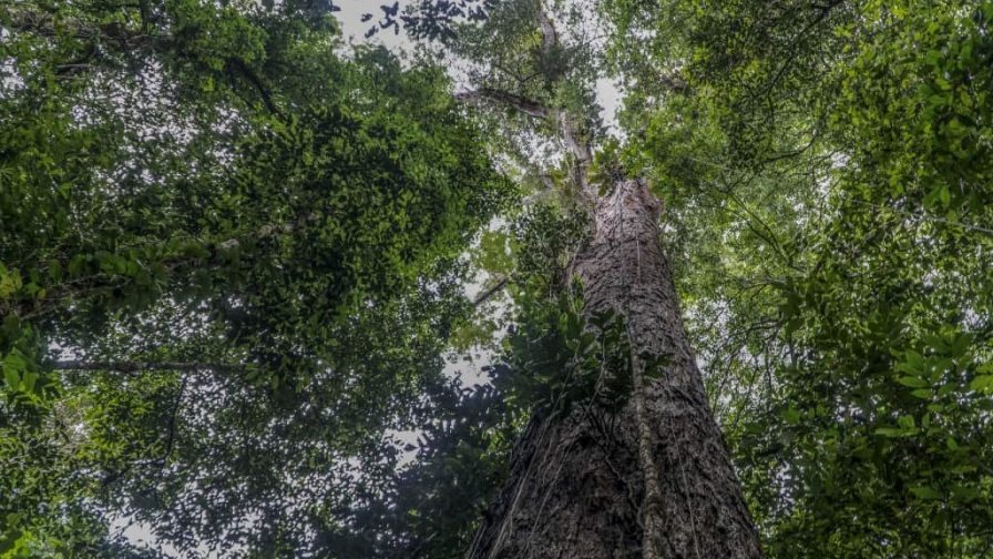 Científicos llegan en Brasil al árbol más alto de la Amazonía