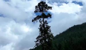 El árbol más alto de China "crece" hasta los 83,4 metros