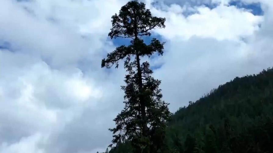 El árbol más alto de China “crece” hasta los 83,4 metros