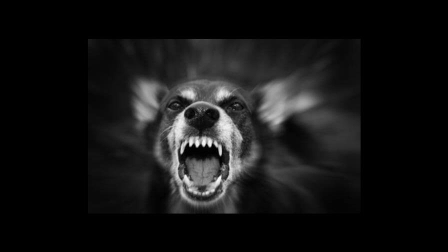 Muere anciana de 80 años tras ser atacada por dos perros en California