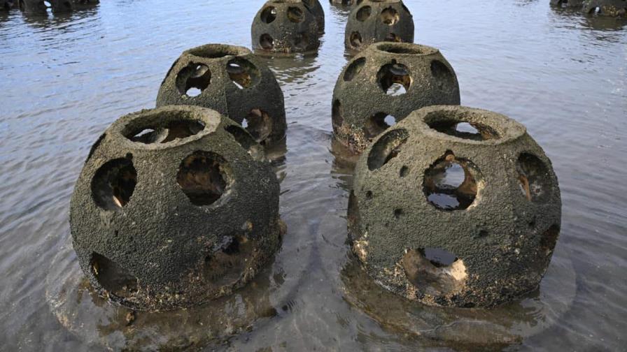 Científicos recurren a la humilde ostra para salvar las costas de California Científicos recurren a la humilde ostra para salvar las costas de California