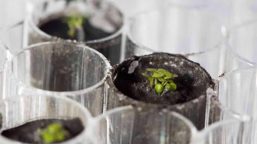 Científicos cultivarán plantas en la Luna en 2025