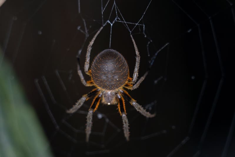 Arácnido visto en la caminata nocturna por La Selva. 