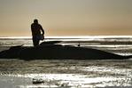 Mueren 500 ballenas piloto varadas en Nueva Zelanda