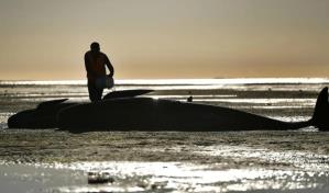 Mueren 500 ballenas piloto varadas en Nueva Zelanda