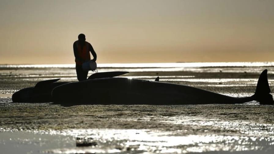 Mueren 500 ballenas piloto varadas en Nueva Zelanda