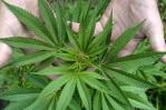 Perú aprueba reglamento que regula uso medicinal y terapéutico del cannabis Perú aprueba reglamento que regula uso medicinal y terapéutico del cannabis