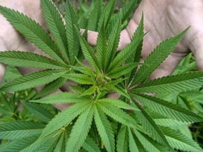NY busca redoblar lucha contra la venta ilegal de cannabis