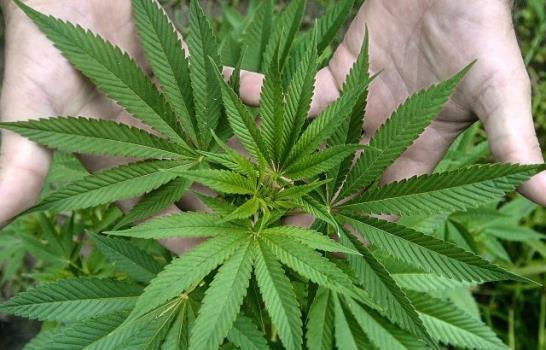 Perú aprueba reglamento que regula uso medicinal y terapéutico del cannabis
