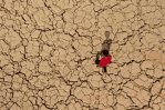 Miles de desplazados en sur de Irak por la sequía Miles de desplazados en sur de Irak por la sequía