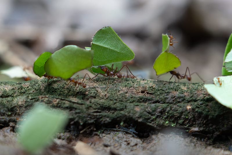 Hormigas sompopas en La Selva. 