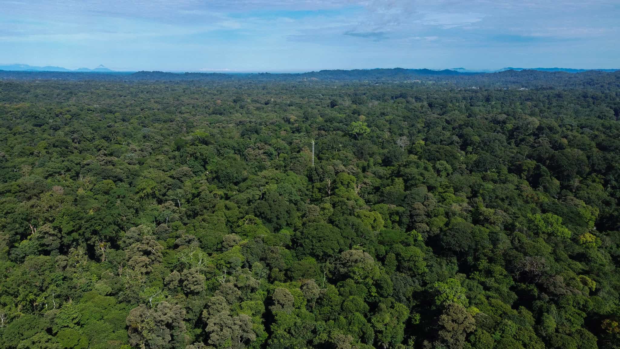 Estación Biológica La Selva desde el aire. 