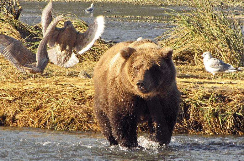 Escándalo en EEUU por intento de fraude en concurso sobre el oso más gordo en Alaska