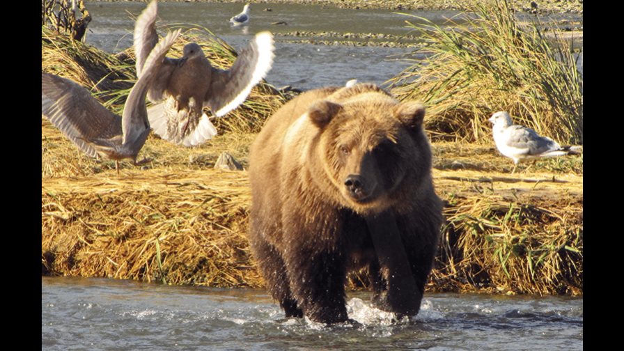 Escándalo en EEUU por intento de fraude en concurso sobre el oso más gordo en Alaska