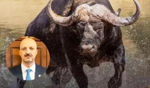 Un cazador mexicano muere en Argentina al ser embestido por un búfalo