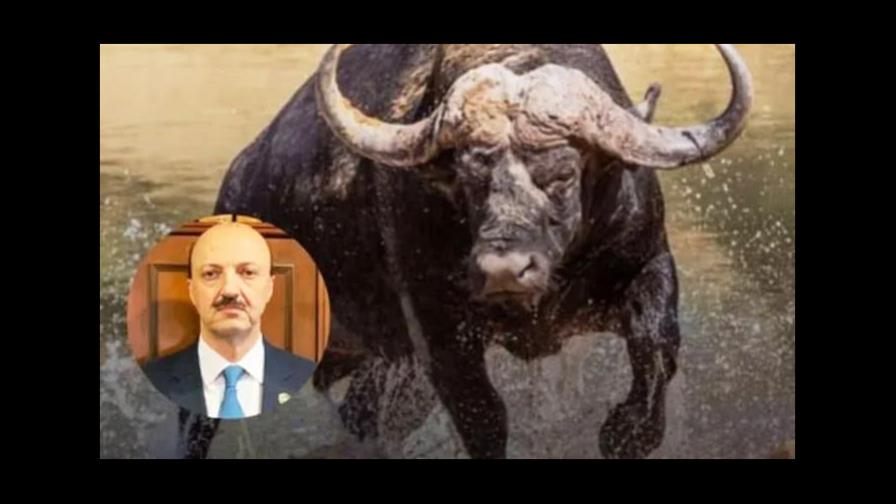 Un cazador mexicano muere en Argentina al ser embestido por un búfalo