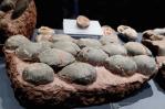 Descubren huevos de dinosaurio de 80 millones de años en el centro de China