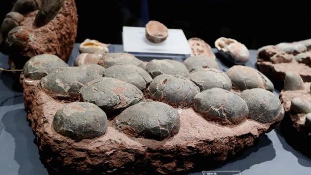 Hallan huevos de dinosaurio de 80 millones de años en China - Diario Libre