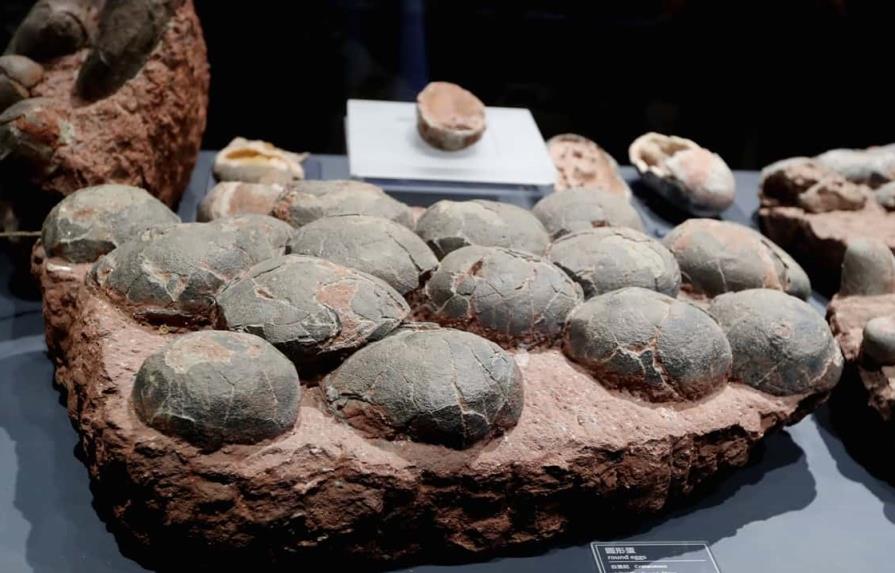 Descubren huevos de dinosaurio de 80 millones de años en el centro de China