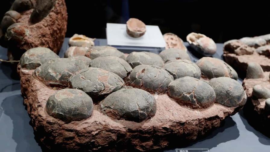Descubren huevos de dinosaurio de 80 millones de años en el centro de China