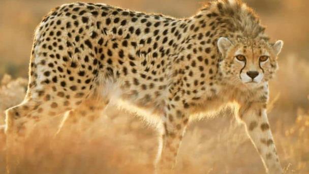 Cerca del 70 % de la fauna salvaje desapareció desde 1970, según evaluación de WWF