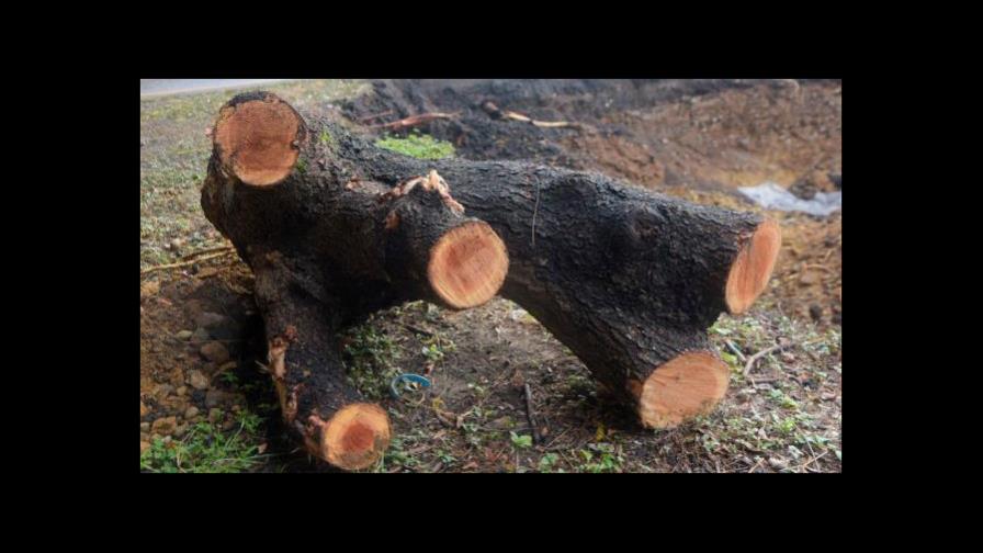 Tribunal de Pedernales ordena a hombre pagar 75 mil pesos por cortar árboles en su finca