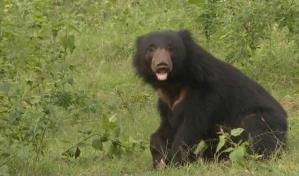 Cerca del 70% de la fauna salvaje desapareció desde 1970, según el WWF