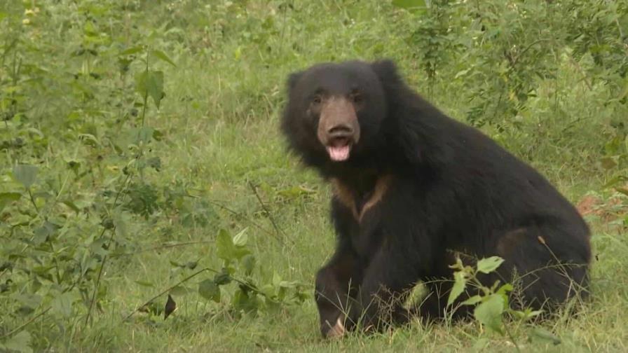 Cerca del 70% de la fauna salvaje desapareció desde 1970, según el WWF