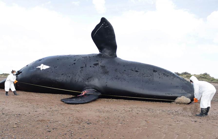 Ascienden a 30 las ballenas muertas en santuario de la Patagonia argentina