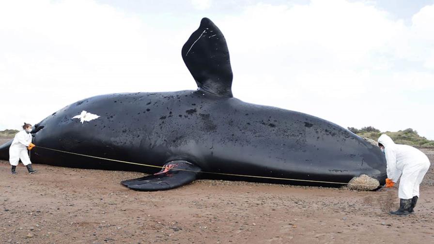 Ascienden a 30 las ballenas muertas en santuario de la Patagonia argentina