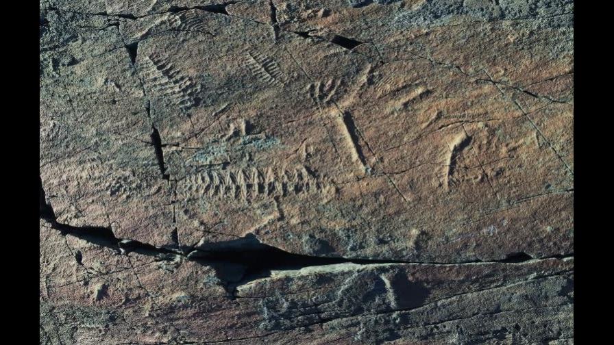 La fluctuación del oxígeno en la Tierra pudo acelerar la evolución animal La fluctuación del oxígeno en la Tierra pudo acelerar la evolución animal