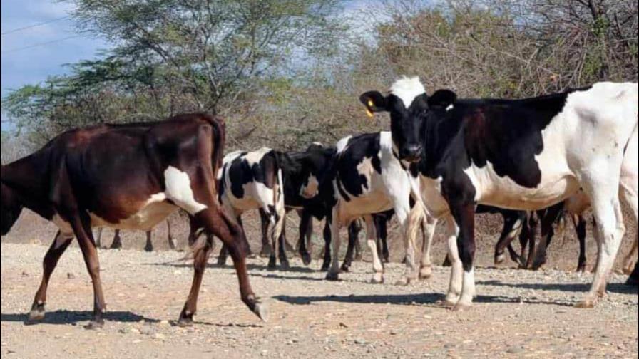 Ladrones de fincas laceran productores; en cuatro años, hubo casi 1,500 robos de animales