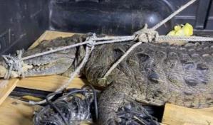 Defensa Civil pide a comunitarios tener cuidado ante aparición de cocodrilo en río de Higüey