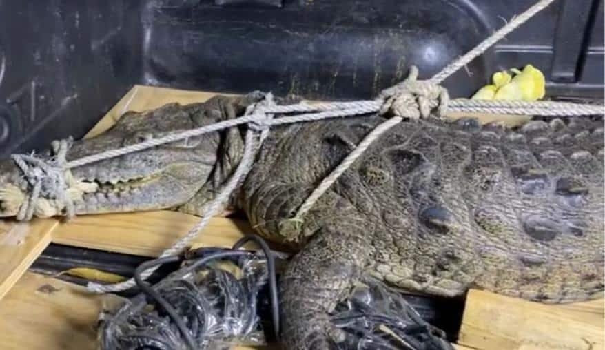 Defensa Civil pide a comunitarios tener cuidado ante aparición de cocodrilo en río de Higüey