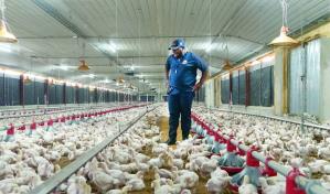 Avicultores dominicanos exigen políticas públicas que protejan al sector