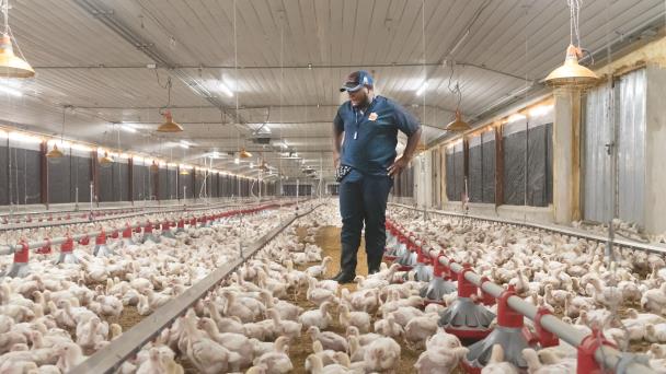 Avicultores dominicanos exigen políticas públicas que protejan al sector